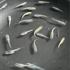☆ネプチューンメダカ⭐︎1匹¥100-の画像