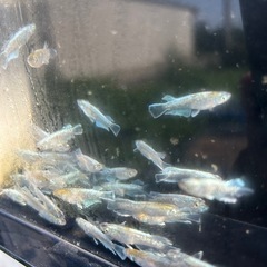 エメキン10匹+αの画像