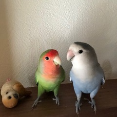 コザクラインコ 