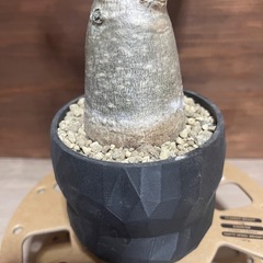 アデニウム　塊根植物　観葉植物の画像