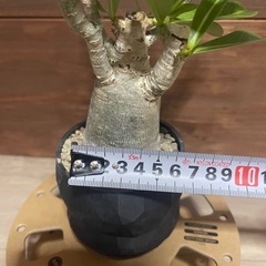 アデニウム　塊根植物　観葉植物の画像