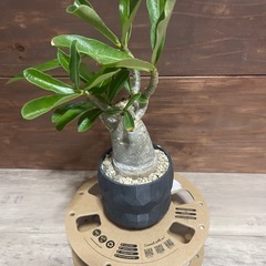 アデニウム　塊根植物　観葉植物の画像