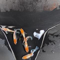  ビーンズ様血統F1　天照　紅白体外光　斑模様　アマテラス　メダカ　若魚〜成魚　1ペア　♂1♀1の画像