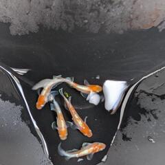  ビーンズ様血統F1　天照　紅白体外光　斑模様　アマテラス　メダカ　若魚〜成魚　1ペア　♂1♀1の画像