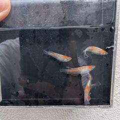  ビーンズ様血統F1　天照　紅白体外光　斑模様　アマテラス　メダカ　若魚〜成魚　1ペア　♂1♀1の画像