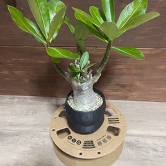 アデニウム　塊根植物　観葉植物の画像