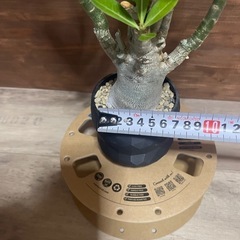 アデニウム　塊根植物　観葉植物の画像