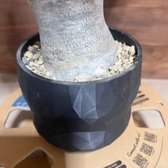 アデニウム　塊根植物　観葉植物の画像
