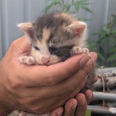 子猫の里親募集