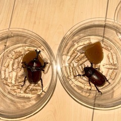 北海道産　国産カブトムシ赤黒2ペアセットの画像