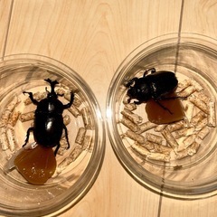 北海道産　国産カブトムシ赤黒2ペアセットの画像