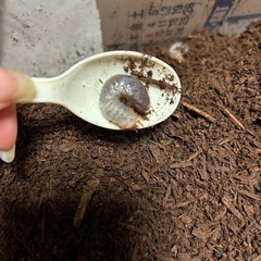 カブトムシ幼虫の画像