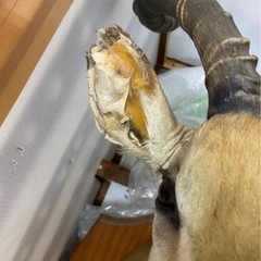 【希少品】インパラ 剝製 頭部 実物 壁掛けの画像