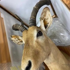 【希少品】インパラ 剝製 頭部 実物 壁掛けの画像