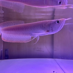 【直接引取】アルビノシルバーアロワナ目測24cmの画像