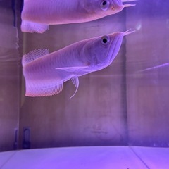 【直接引取】アルビノシルバーアロワナ目測24cmの画像