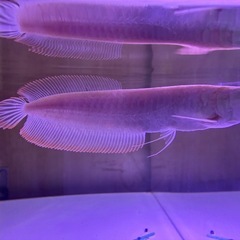 【直接引取】アルビノシルバーアロワナ目測24cmの画像