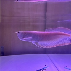 【直接引取】アルビノシルバーアロワナ目測24cmの画像