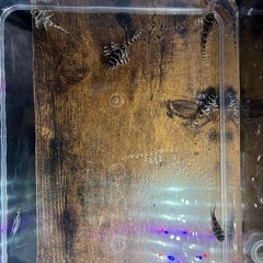 【直接引取】キンペコ5匹セットの画像