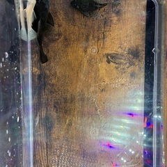 【直接引取】ミニブッシープレコ即戦力2ペアの画像