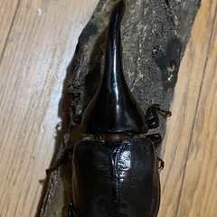 レッドアイ ヘラクレス オス単の画像