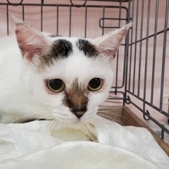 三毛猫