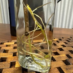 モンステラデリシオーサ切苗（発芽発根済）の画像