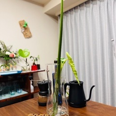モンステラデリシオーサ切苗の画像