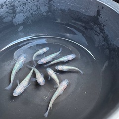 メダカ　ピンクサファイア　画像すべての画像