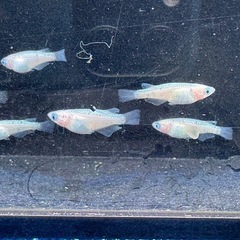 メダカ　ピンクサファイア　画像すべての画像