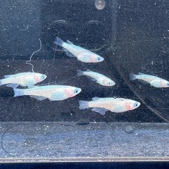 メダカ　ピンクサファイア　画像すべての画像