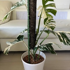 モンステラ　ボルギシアナ　アルボ白斑入り　の画像
