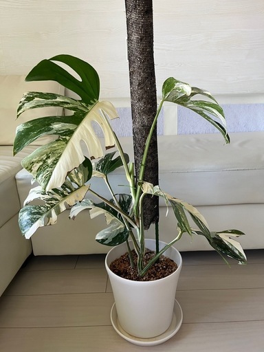 モンステラ　ボルギシアナ　アルボ白斑入り
