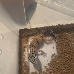 レオパ　ヒョウモントカゲ　イエロー色