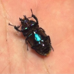 【新成虫】パプアキンイロクワガタ 成虫ペアの画像