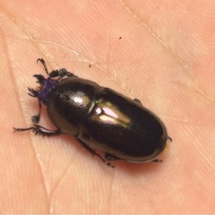【新成虫】パプアキンイロクワガタ 成虫ペアの画像
