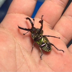 【新成虫】パプアキンイロクワガタ 成虫ペアの画像
