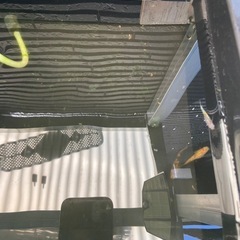 【お取引中】めだか　ラメ入り　5匹の画像
