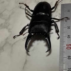 ヒラタクワガタ6cmの画像
