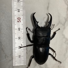 ヒラタクワガタ6cmの画像