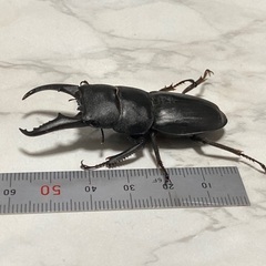 ヒラタクワガタ6cmの画像