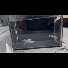 メダカ　ガブリエルの画像