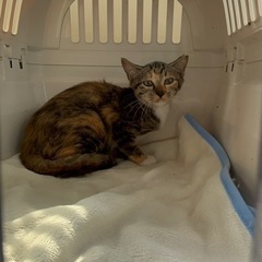🌸🐈キジ三毛猫の仔猫🐈🌸