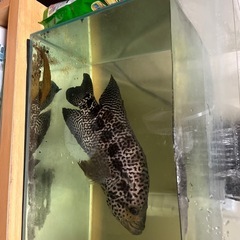 Jaguar chicklids 
の画像