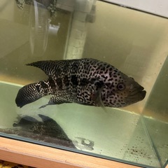 Jaguar chicklids 
の画像