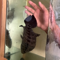 Jaguar chicklids 
の画像