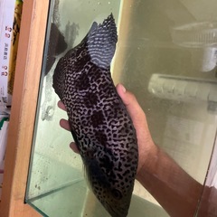 Jaguar chicklids 
の画像