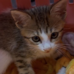 🌸🐈キジ白　美猫🐈🌸