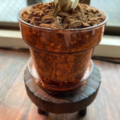 アグラオネマ　スターダストオレンジ　観葉植物の画像
