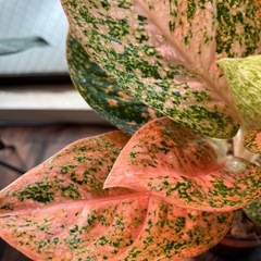 アグラオネマ　スターダストオレンジ　観葉植物の画像